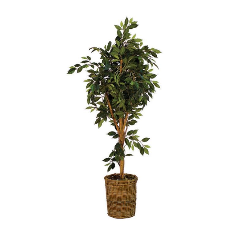 Artificial Ficus Tree