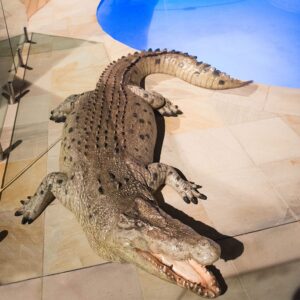 Life Size Crocodile-0